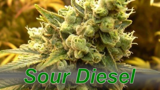 Sour Diesel – Cannabis Strain Sour_Diesel_cannabis_strain