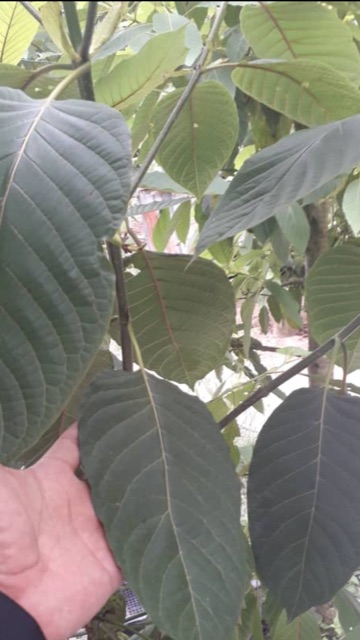 native_kratom