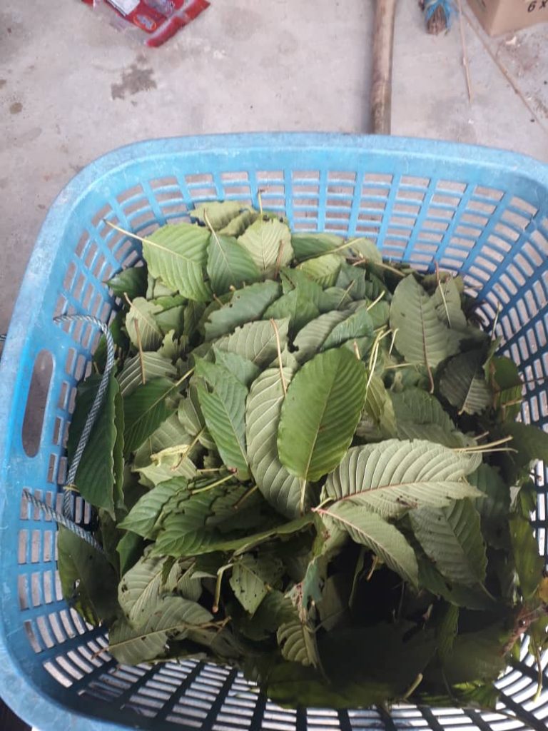 picked_kratom