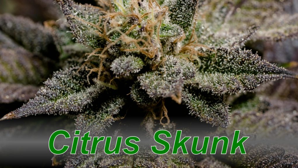 Citrus_Skunk_cannabis_strain Citrus_Skunk_cannabis_strain
