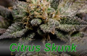 Citrus_Skunk_cannabis_strain