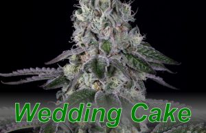 Wedding_Cake_cannabis_strain