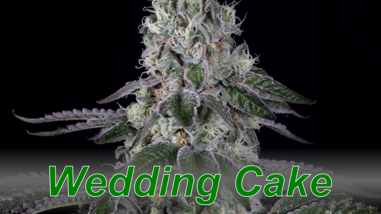 Wedding Cake - Cannabis Strain