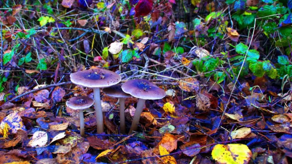 magic_mushrooms magic_mushrooms