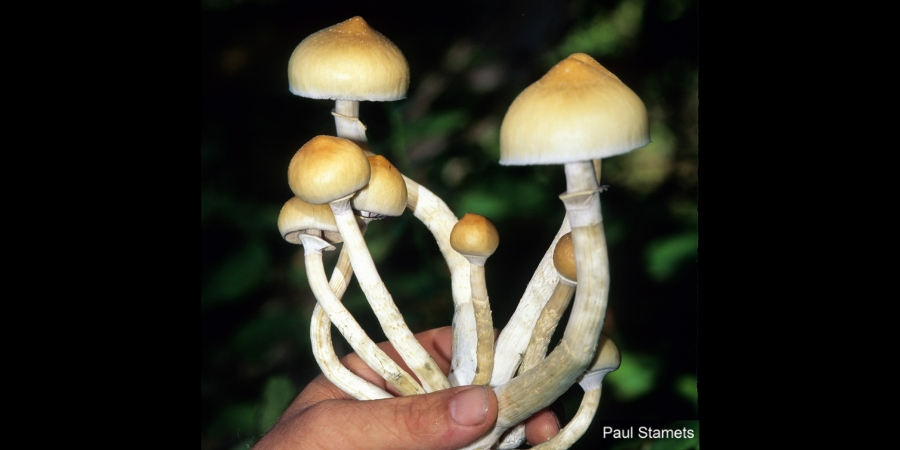 psilocybin_mushrooms