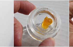 city trees live resin sugar