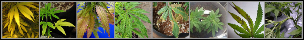 cannabis_leaf_deficiency_diagnosis