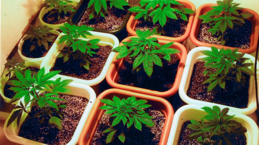 cannabis_potted_cultivation cannabis_potted_cultivation