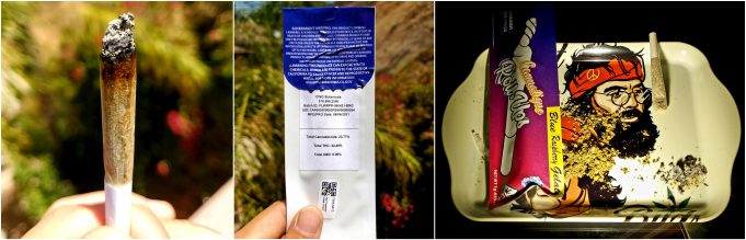 Cannatique Roll-Up Pre-roll Review – Solid Potency and Flavor cannatique roll up review