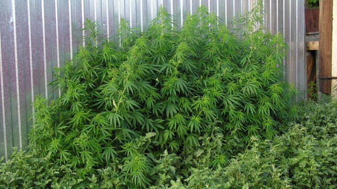How to Grow Cannabis in Your Backyard backyard-cannabis