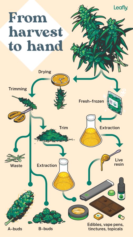 harvest-2-hand-Leafly