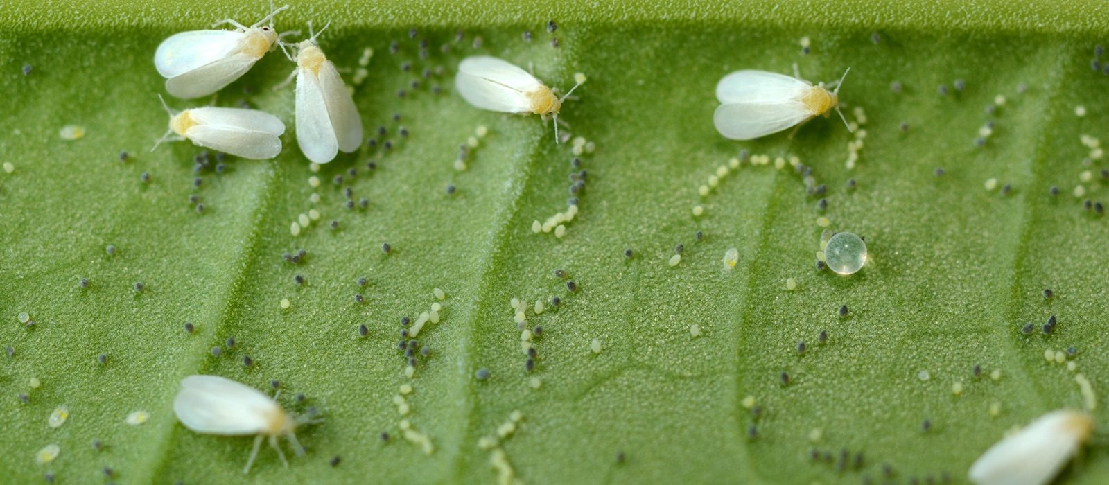 cannabis-bugs-whiteflies