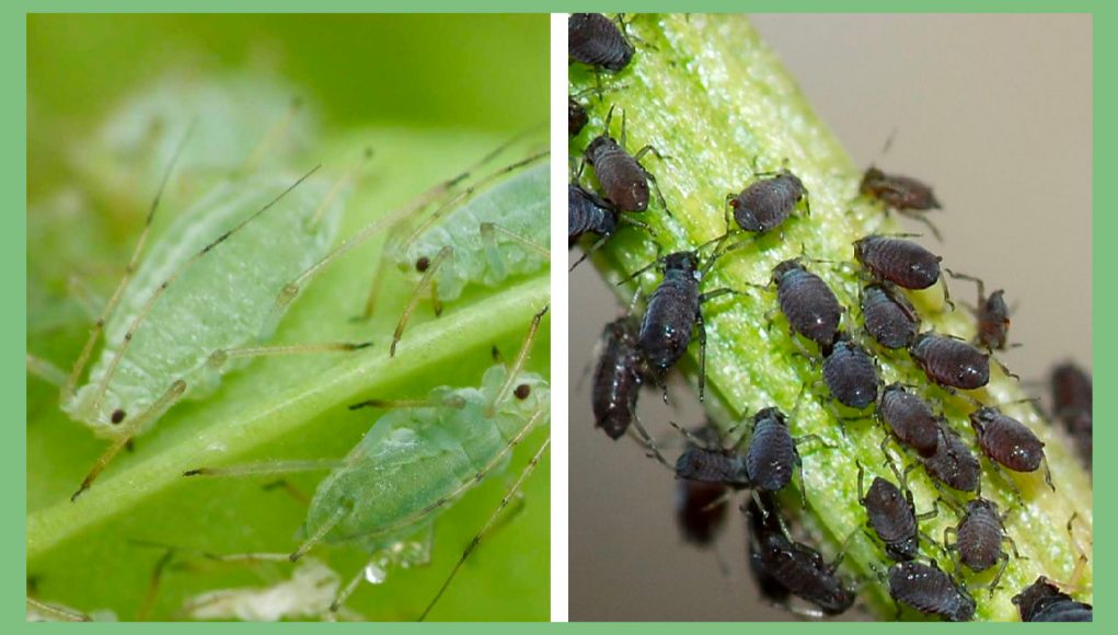 pests-in-cannabis pests-in-cannabis