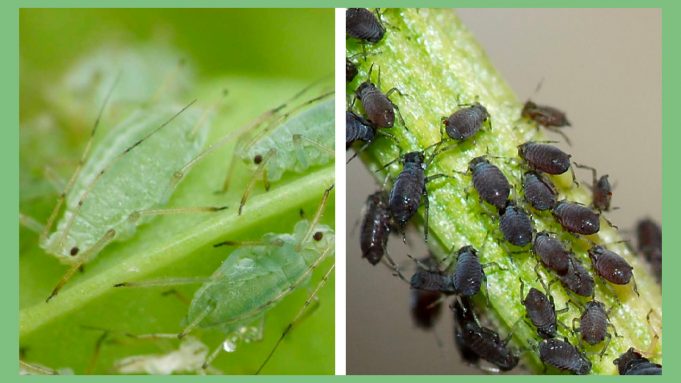 Dealing with Cannabis Pests and Bugs: Identification and Control pests-in-cannabis