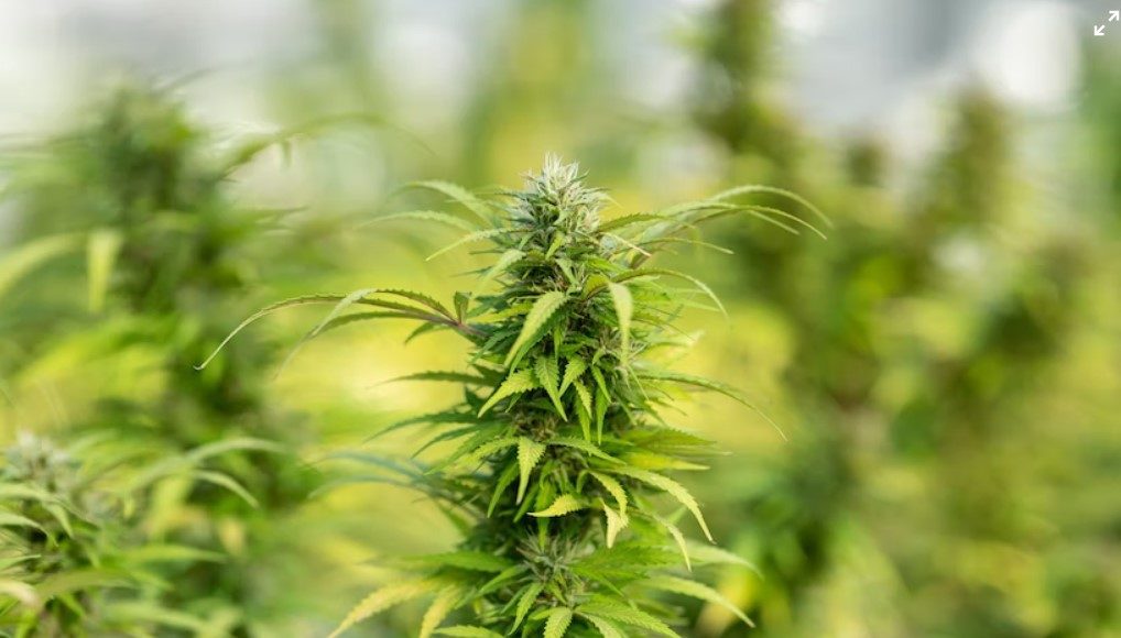 5 Things You Should Know About THC And Its Benefits
