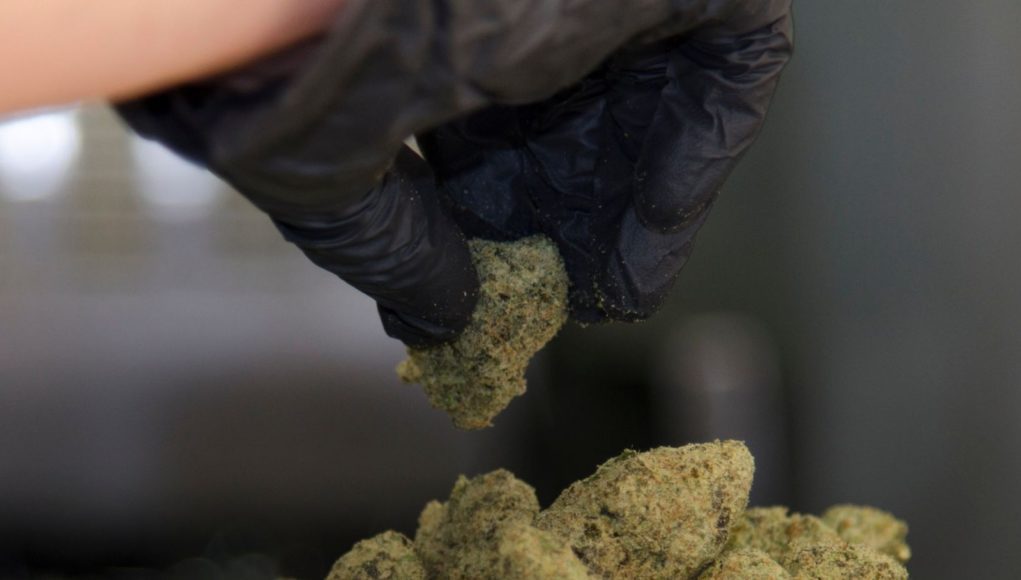 eFL5JOFoRYO953B55yeI_TheGreenery_Oct_2017_SHOCKLEY-0757