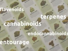 Indica vs. Sativa: What You Really Need to Know Indica-vs-Sativa