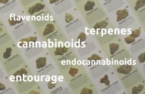 Indica-vs-Sativa