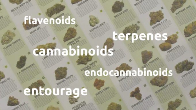 Indica vs. Sativa: What You Really Need to Know Indica-vs-Sativa