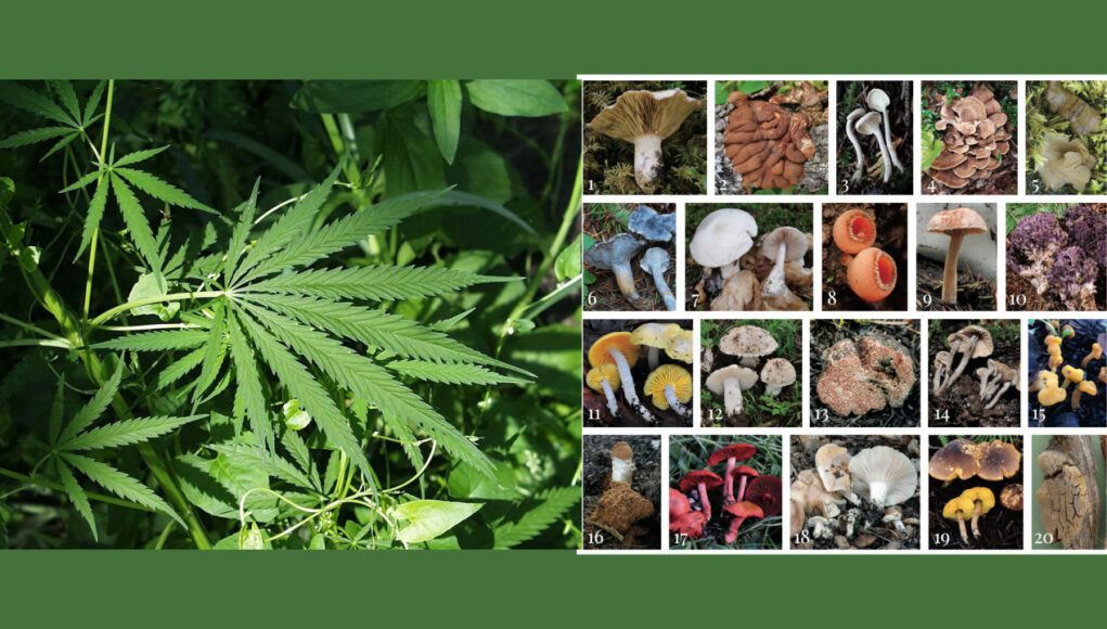 psychedelic-cannabis-different psychedelic-cannabis-different