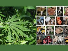 Psychedelics Need To Be Treated Differently From Cannabis psychedelic-cannabis-different