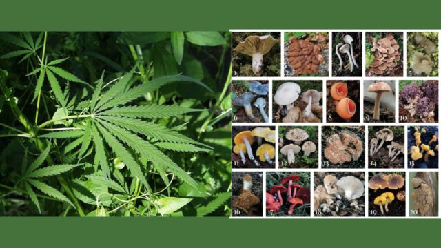 psychedelic-cannabis-different