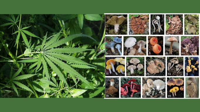 Psychedelics Need To Be Treated Differently From Cannabis psychedelic-cannabis-different