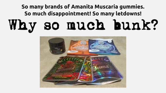 Most Amanita Mushroom Gummies Are Bunk Most-Amanita-Gummies-Are-Bunk
