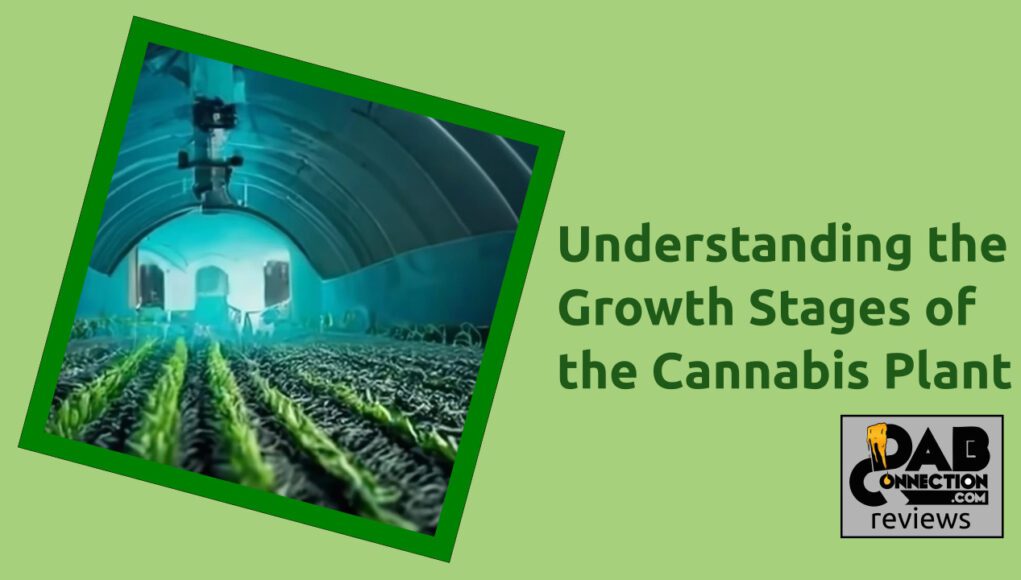 Understanding-the-Growth-Stages-of-the-Cannabis-Plant