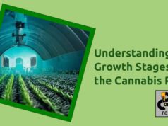 Understanding the Growth Stages of the Cannabis Plant Understanding-the-Growth-Stages-of-the-Cannabis-Plant