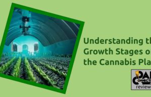 Understanding-the-Growth-Stages-of-the-Cannabis-Plant