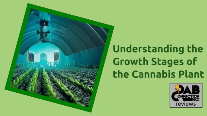 Understanding-the-Growth-Stages-of-the-Cannabis-Plant
