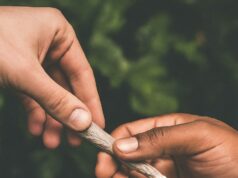 A Deadly Duo: The Hidden Danger of Fentanyl-Laced Cannabis