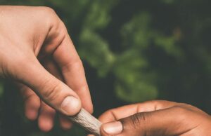 A Deadly Duo: The Hidden Danger of Fentanyl-Laced Cannabis