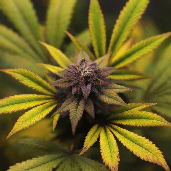 Ohio Legal Cannabis Buyer’s Guide to 2024