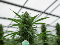 Pesticide-Free Weed Options in California: A Guide to Cleaner Cannabis